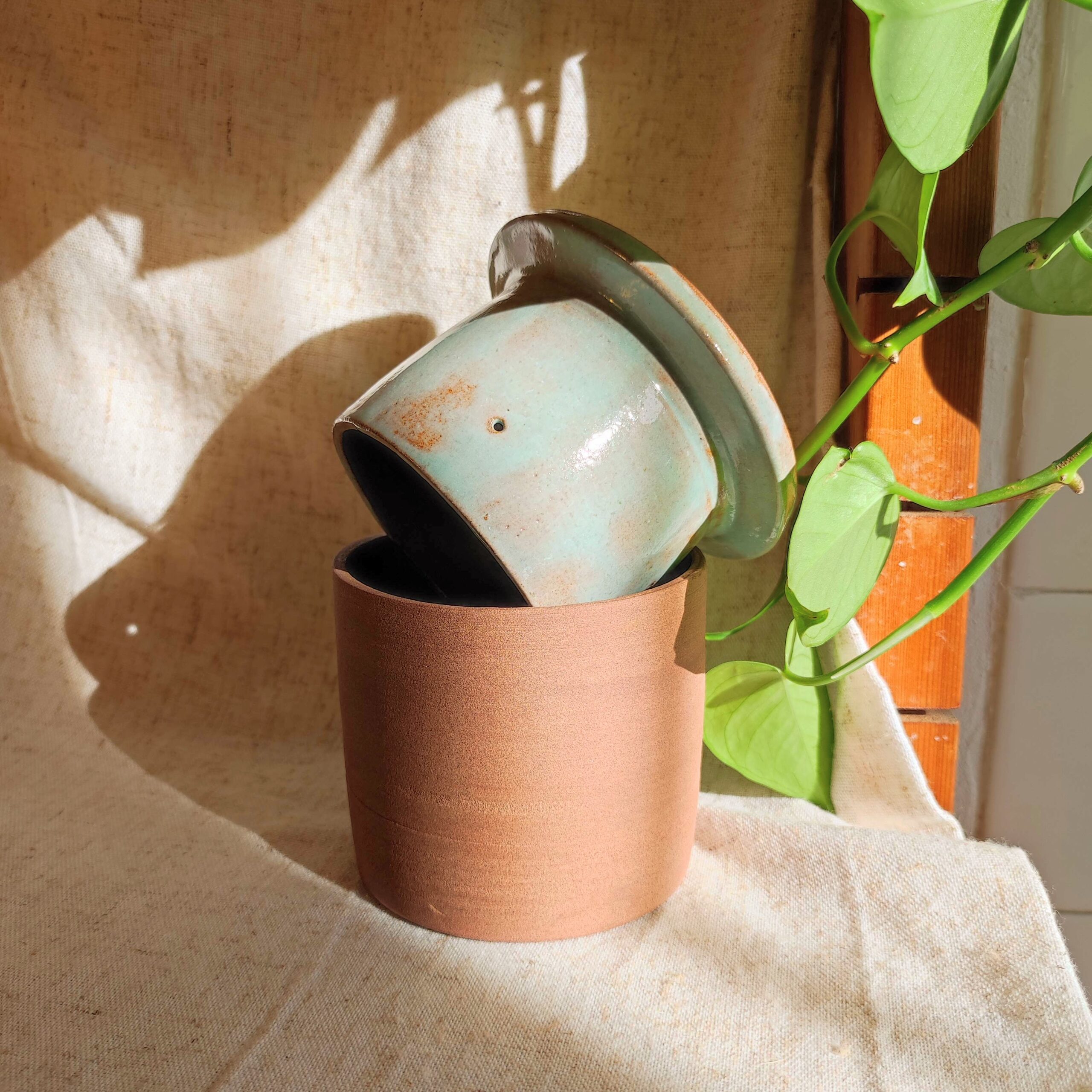 Beurrier à eau - "Blue sky"