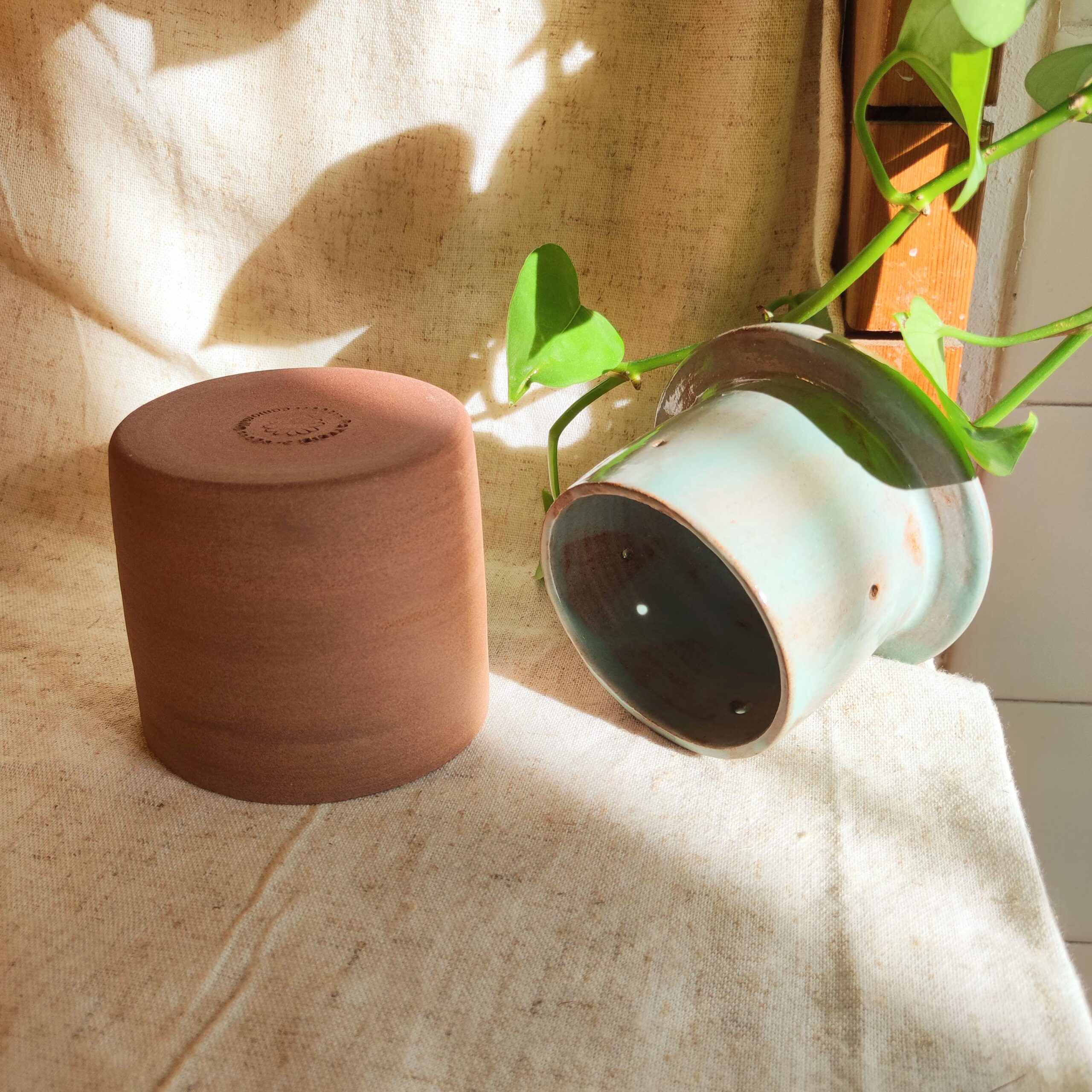 Beurrier à eau - "Blue sky" – Image 3